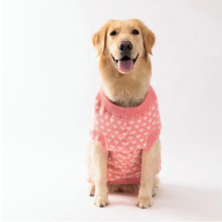 On voit un labrador beige qui porte un pull rose à motifs cœurs.