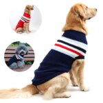 On voit un labrador beige qui porte un pull bleu marine avec des rayures rouges et blanches.