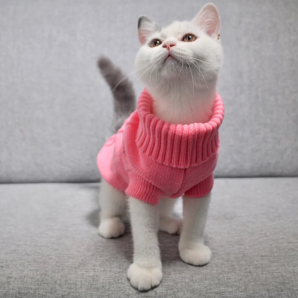 On voit un chat blanc qui porte un pull en tricot rose.