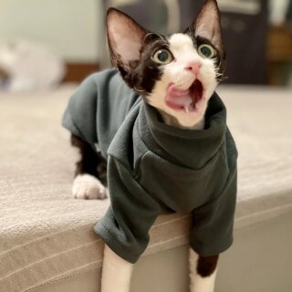 On voit un chat qui porte un pull en coton gris foncé.